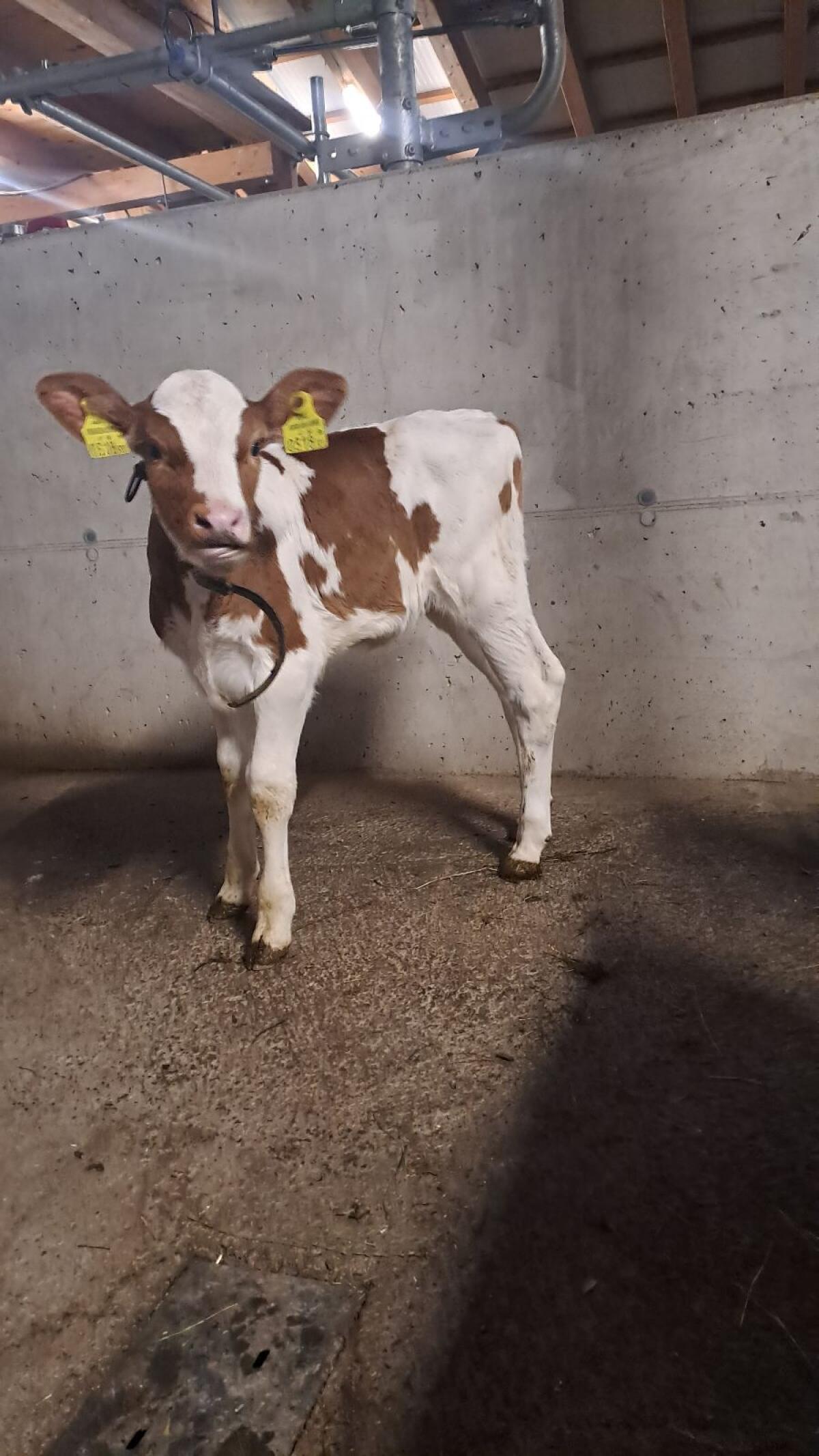 FL×RF Kalb weiblich hornlos Bio 2