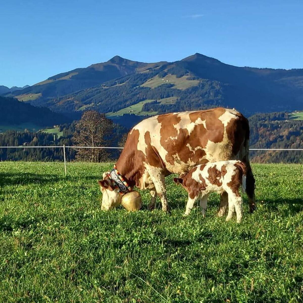 Suche trächtige FV Bio-Kuh/Kalbin 1