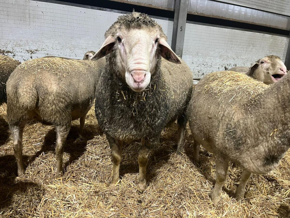 Merino Widder 3 Jahre alt 1