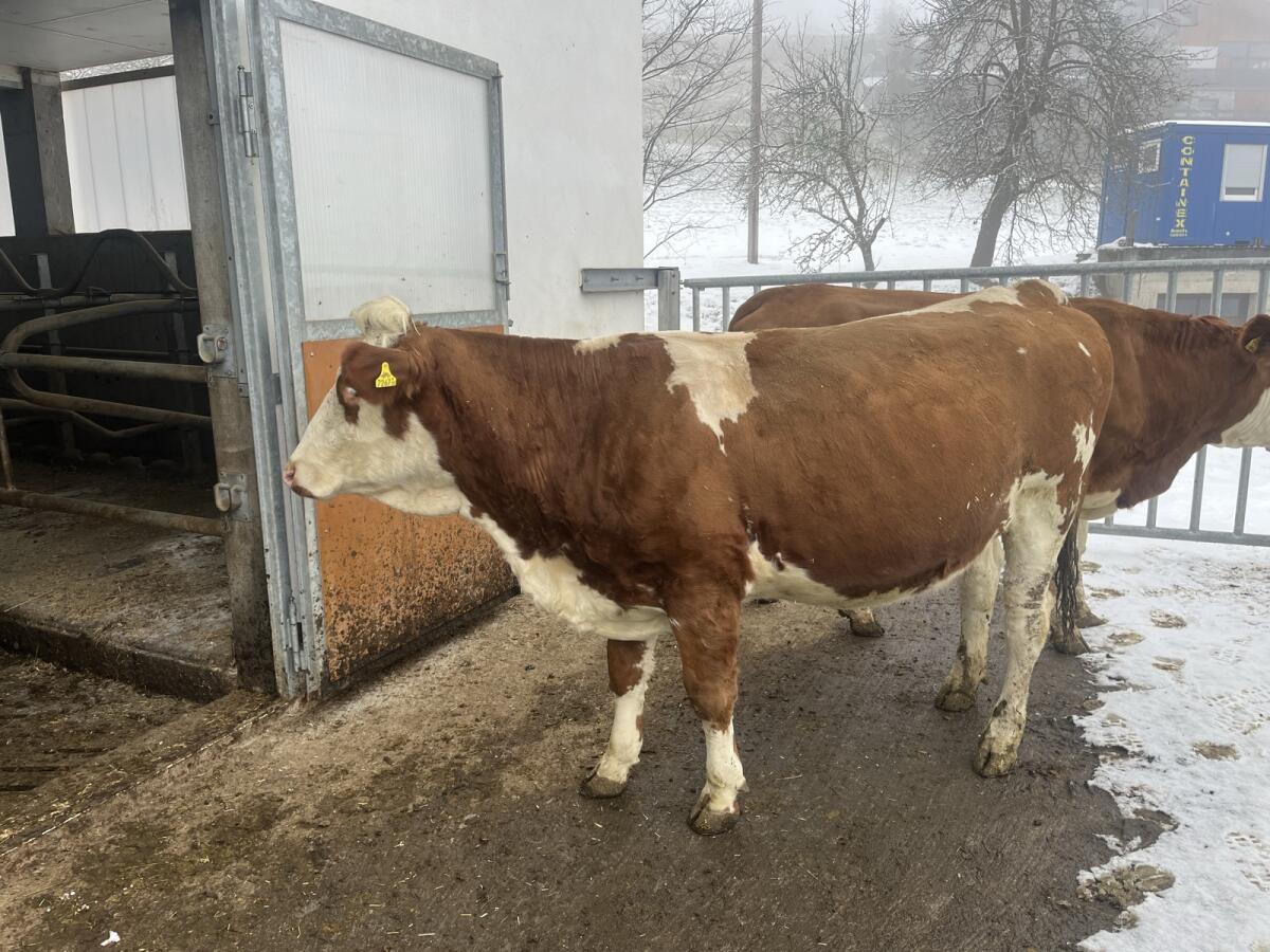 BIO Fleckvieh Kalbinen trächtig 2