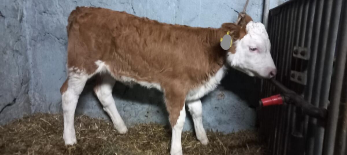 Fleckvieh Kalb weiblich 1