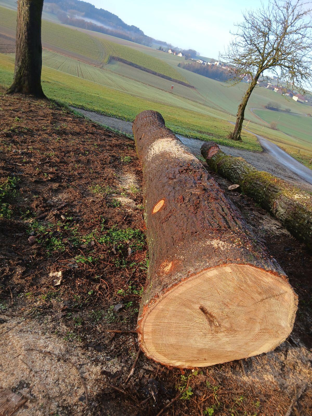 Eichenstamm 2