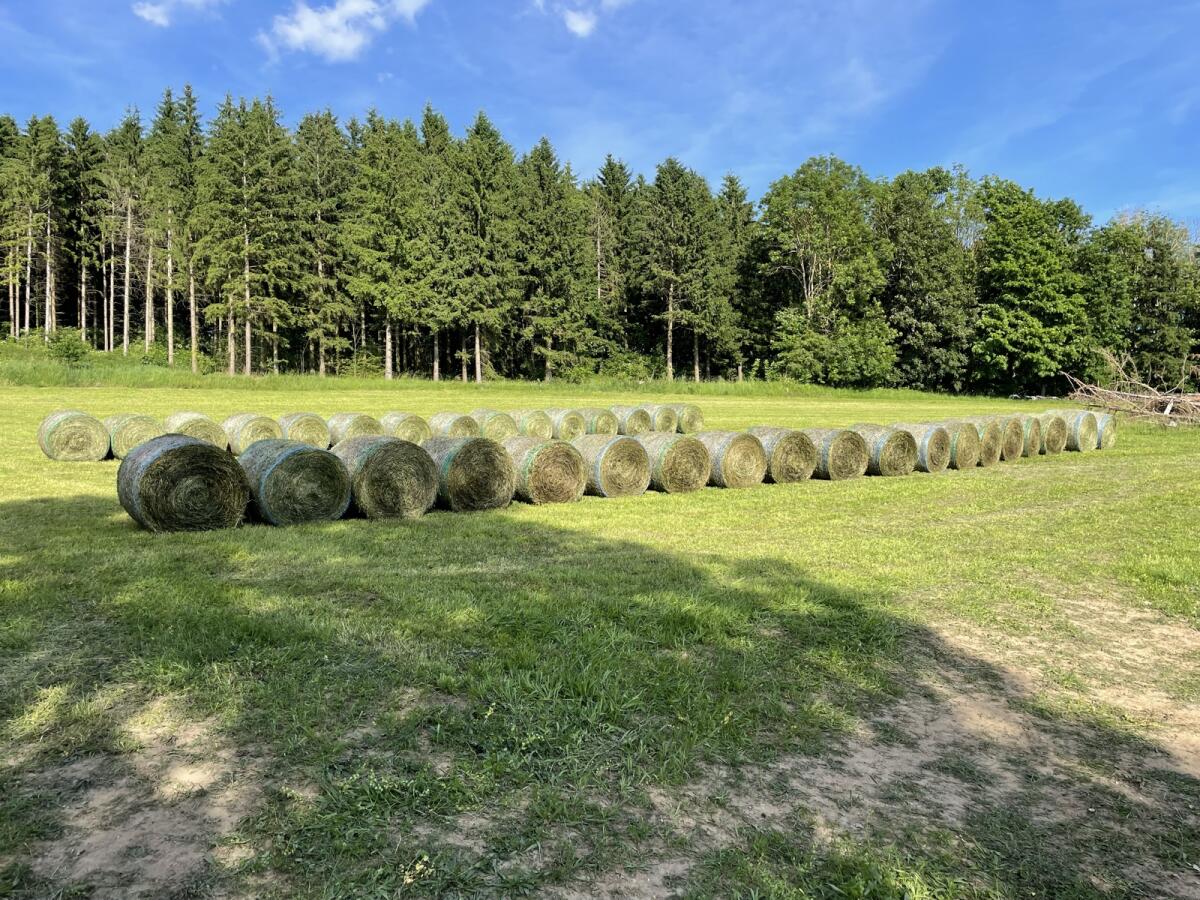 Bio Silageballen Rotklee 1