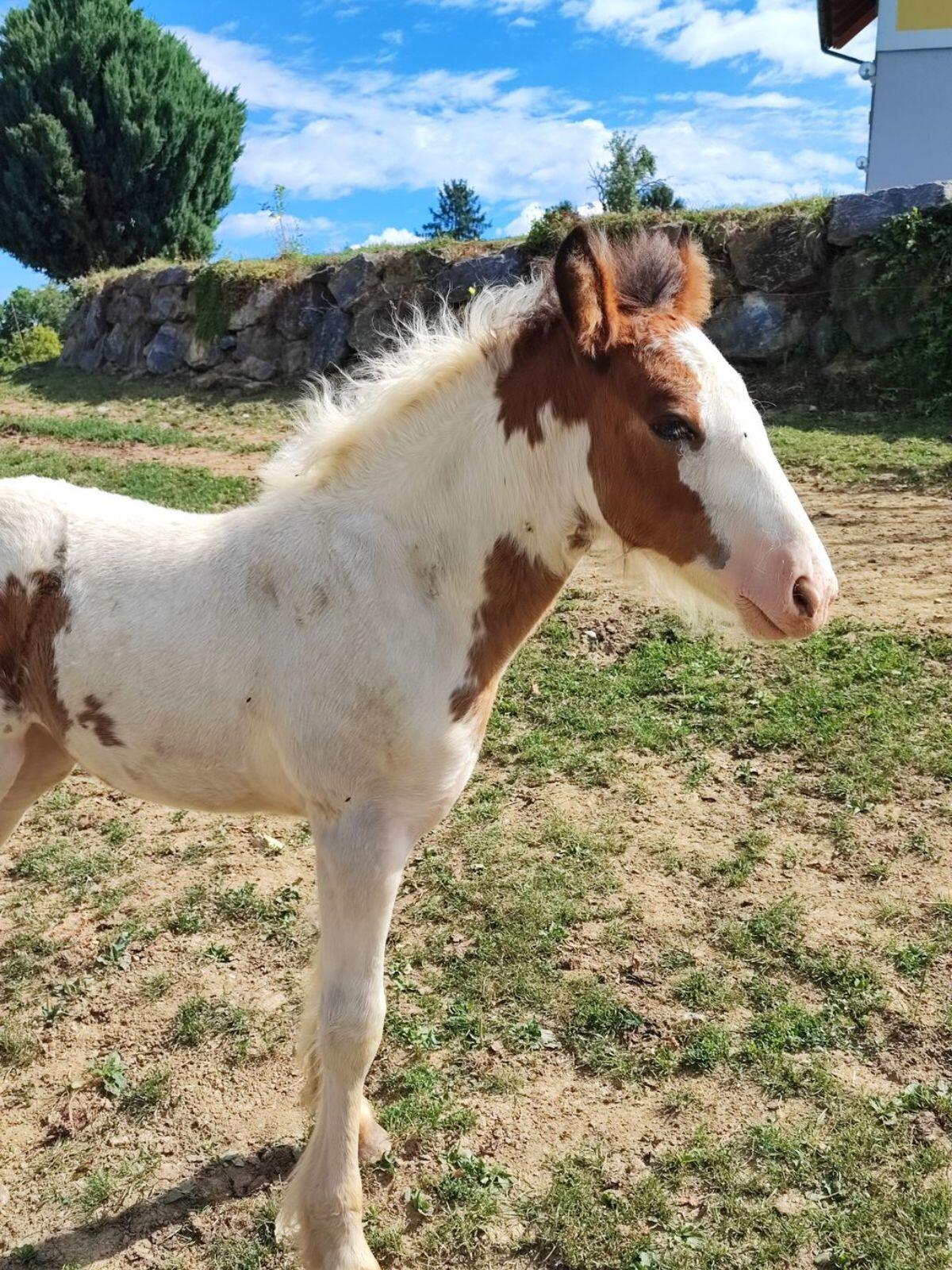 Tinker Fohlen, Stute 1