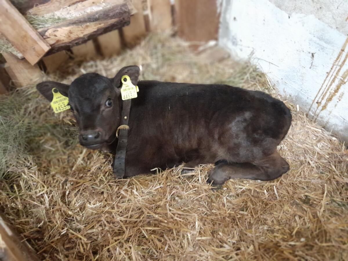 Stierkalb Jersey x Angus 2