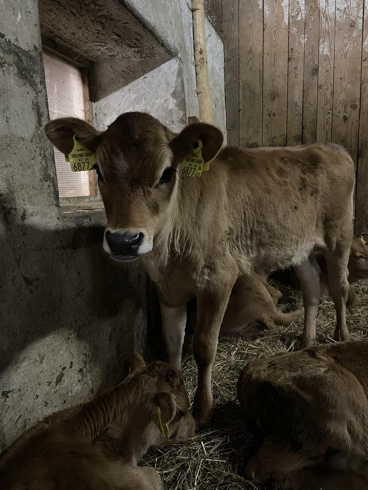 Bio Jersey Kälber 2