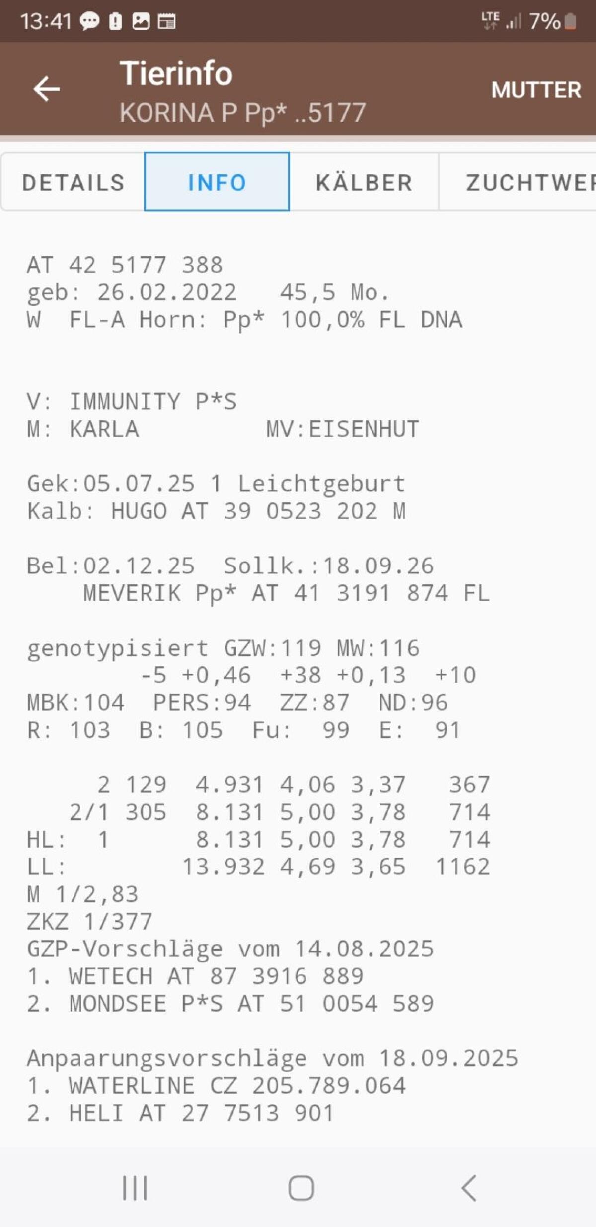 Genetisch hornlose Fleckviehzuchtkuh 1