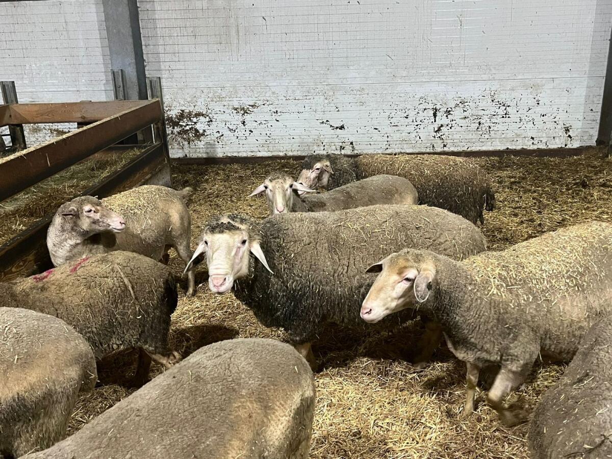 Merino Widder 3 Jahre alt 2