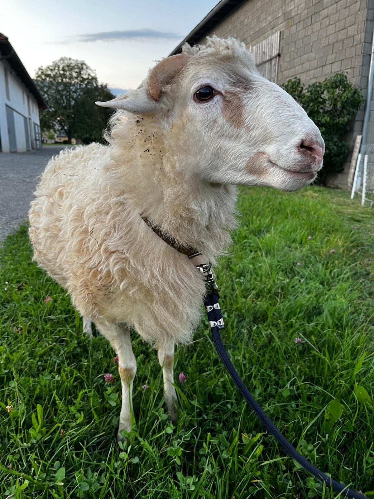 Krainer Steinschaf Zuchtwidder 2