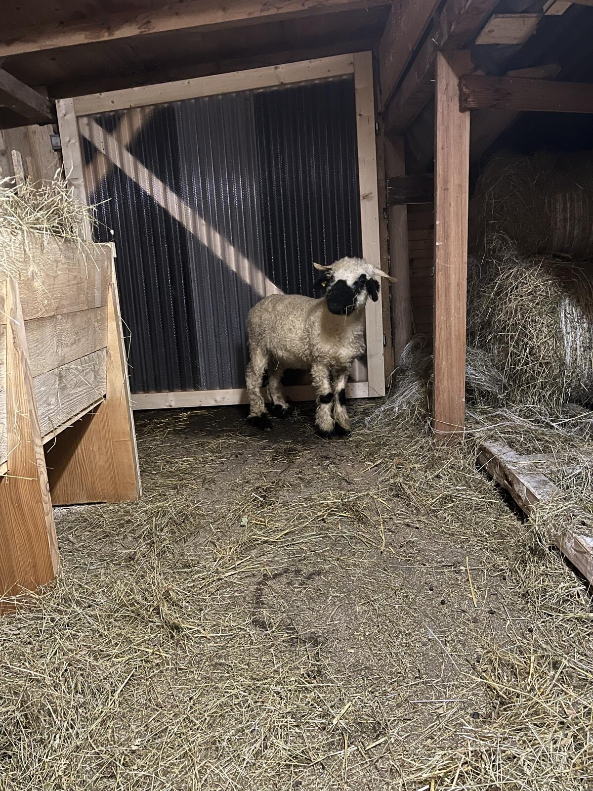 Walliser Schwarznasenschaf weiblich 3