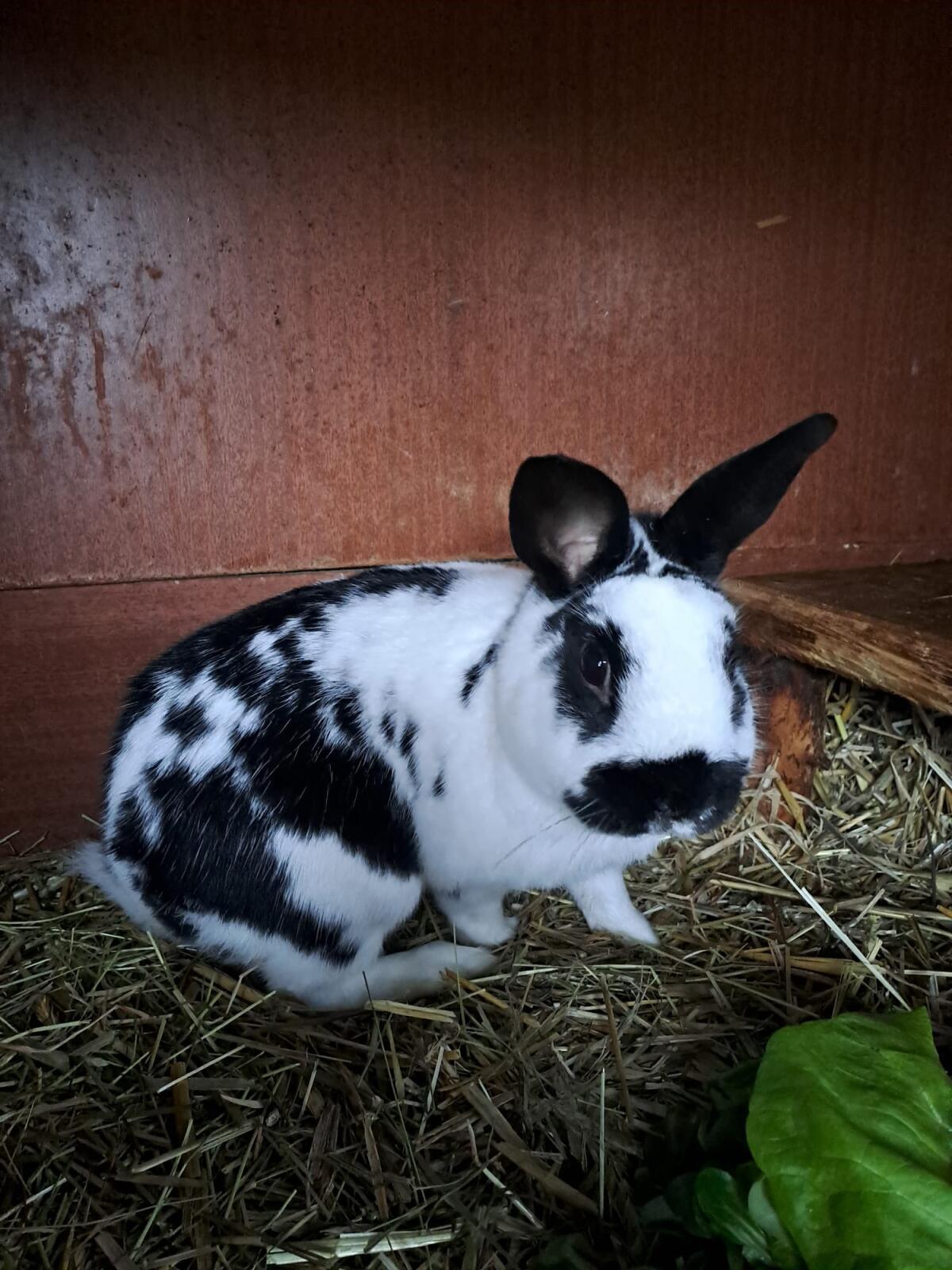 Kaninchen zu verschenken 1