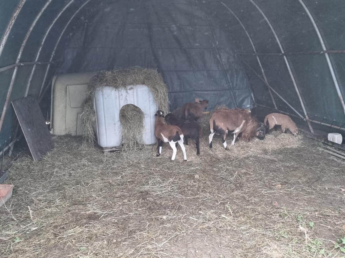 Bio Kamerunschafe weiblich 1