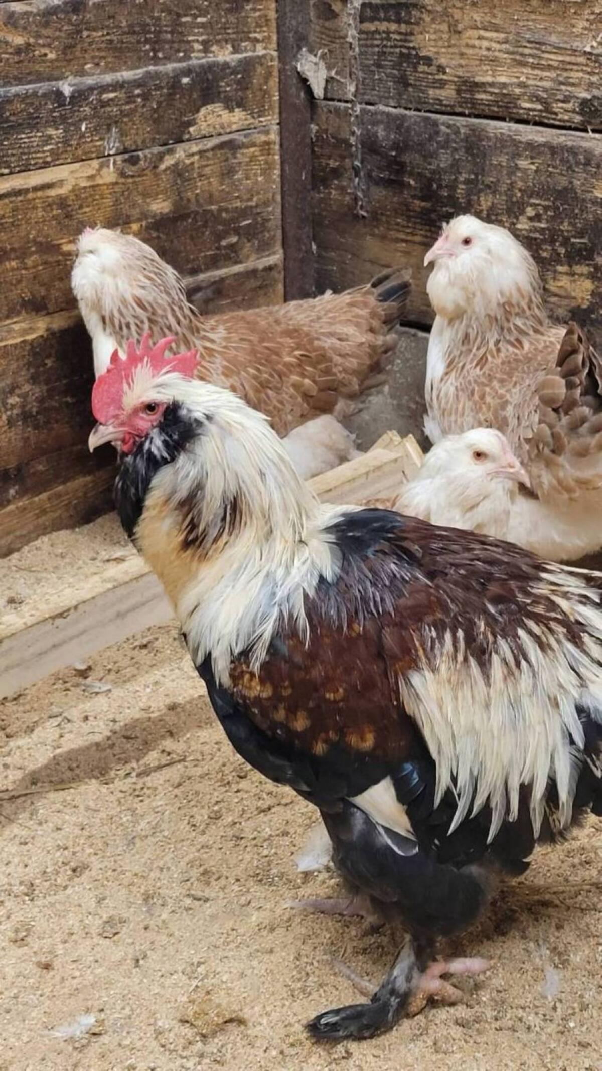 Lachshühner Bruteier 3