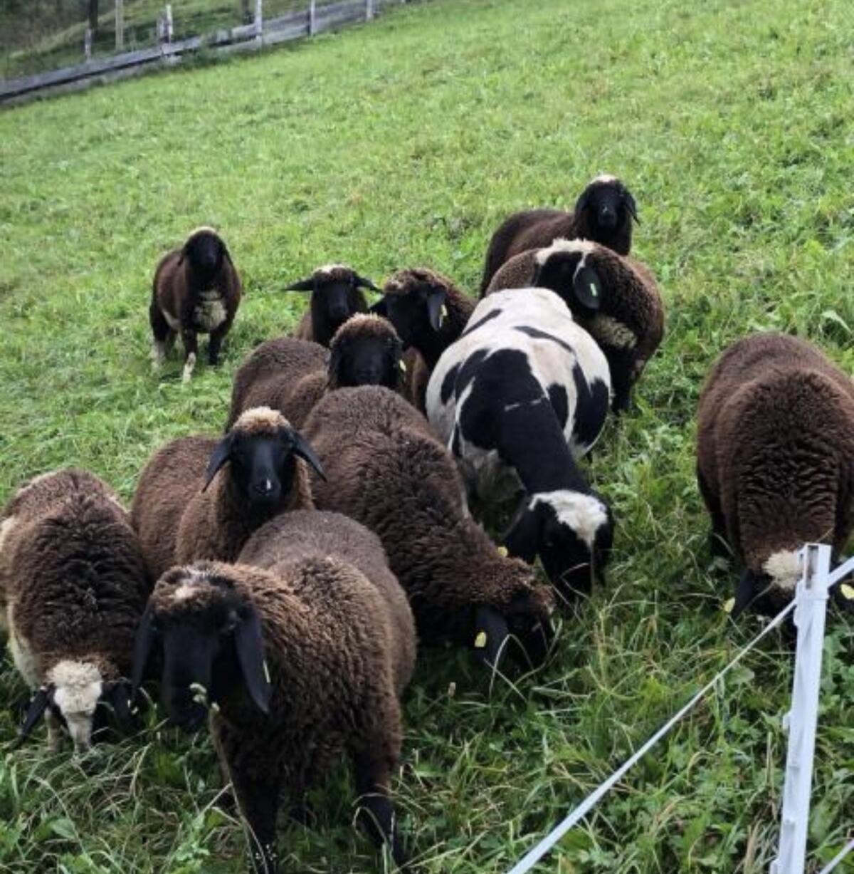 Suche Mastlämmer und Altschafe 1