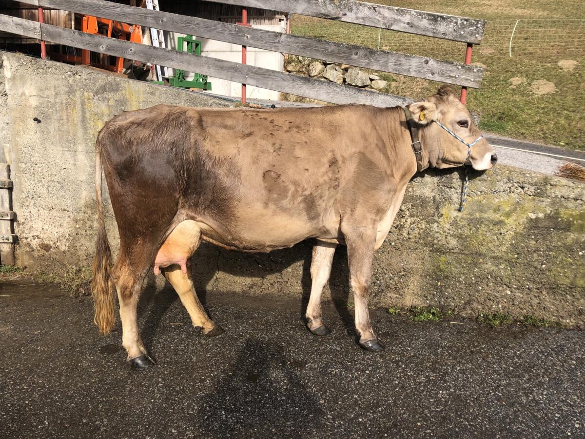 Mutterkuh trächtig 2