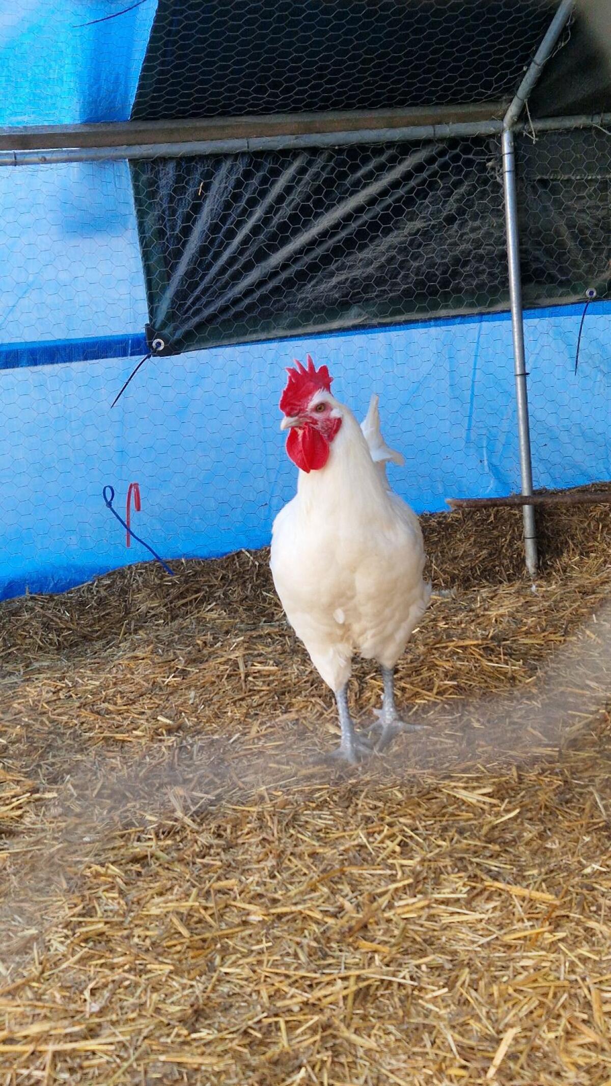 Bresse Gauloise Junghähne 1
