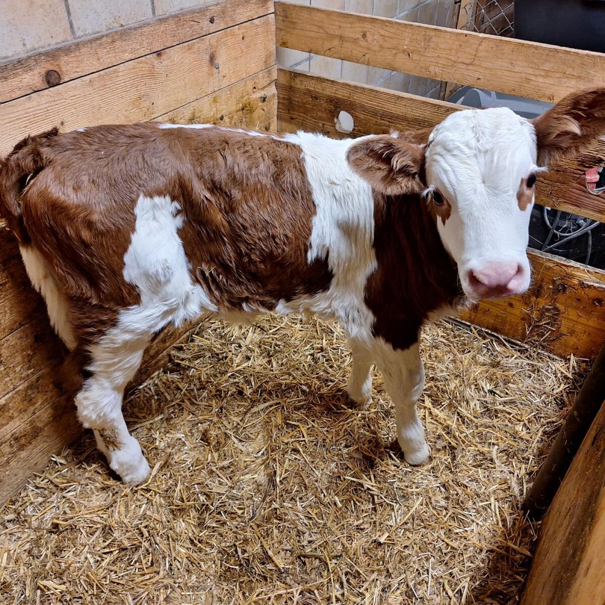 Fleckvieh Stierkälber 3