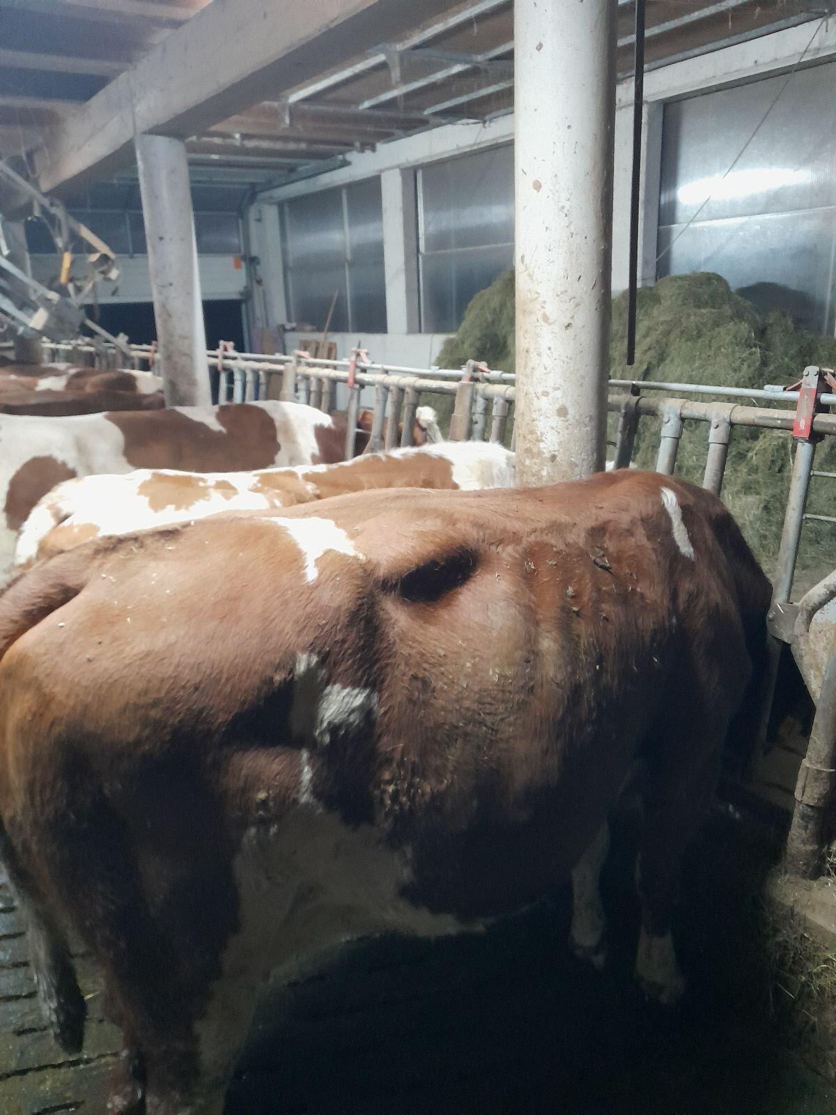 Verkaufe bio 2-Kalb Kuh 2