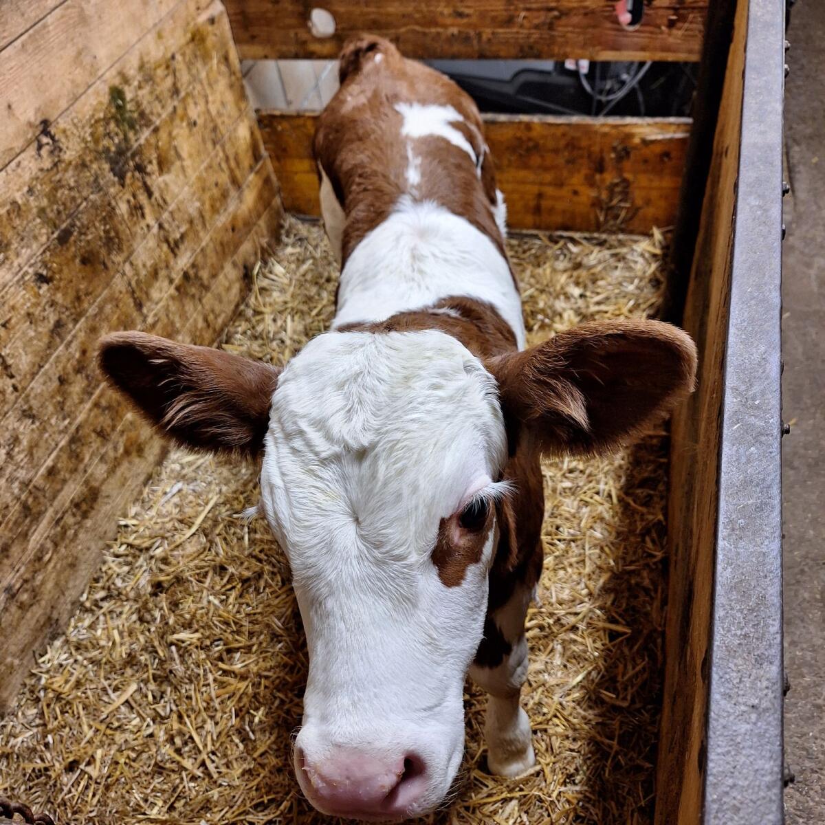 Fleckvieh Stierkälber 2