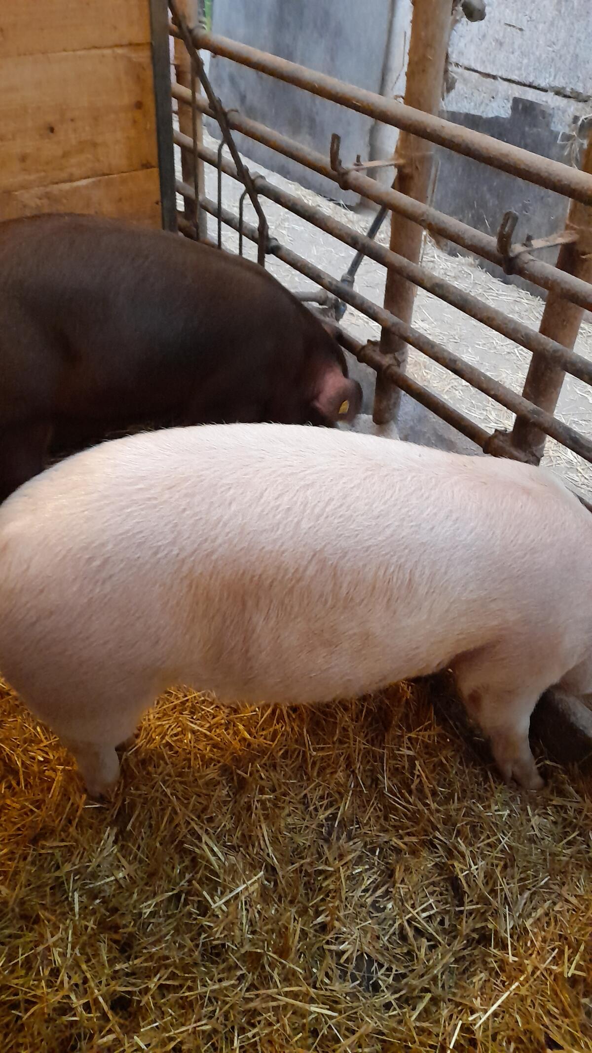 Mastschweine Duroc, D x SH, L x D 1