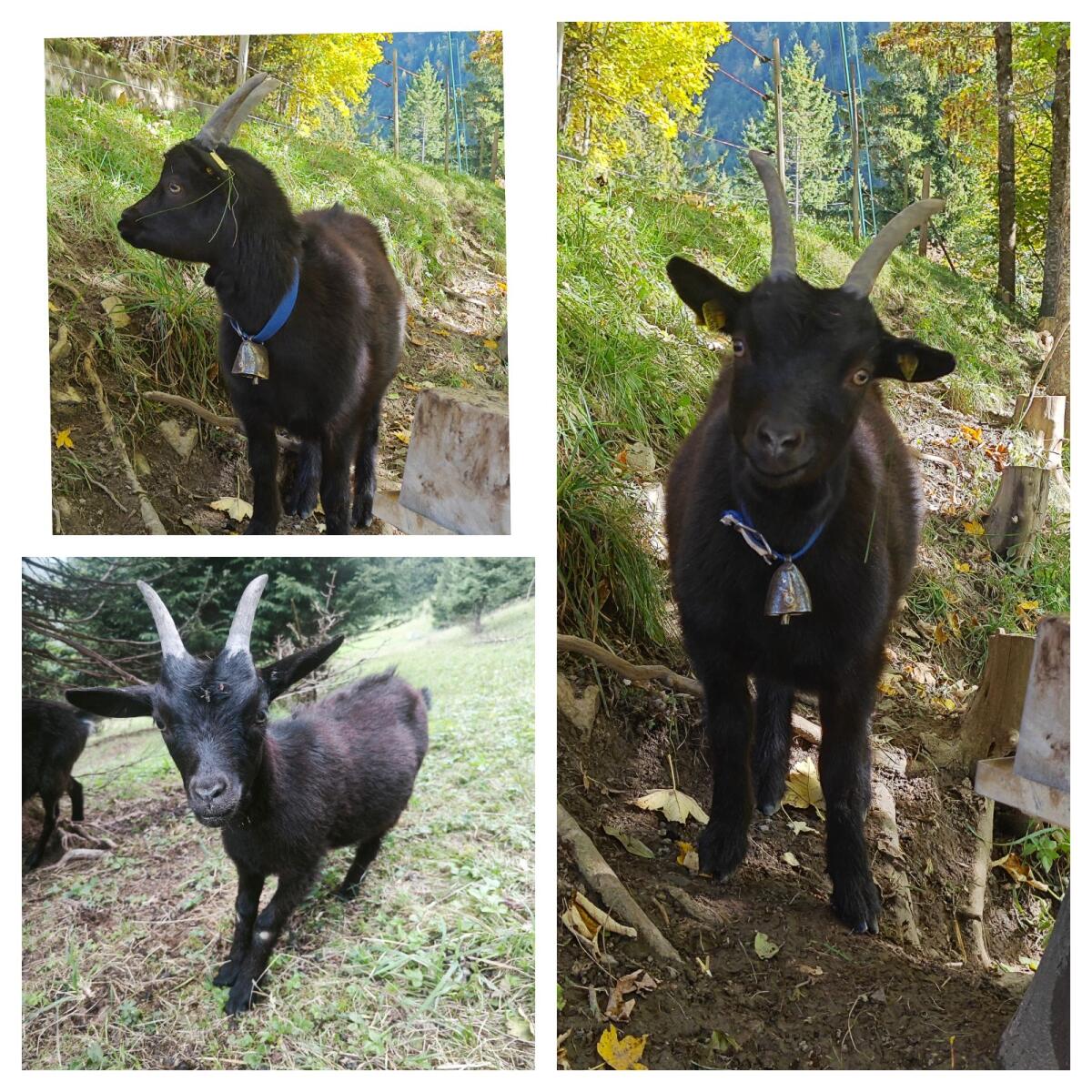 Weibliche Blobe Kitz (HB-fähig) 2