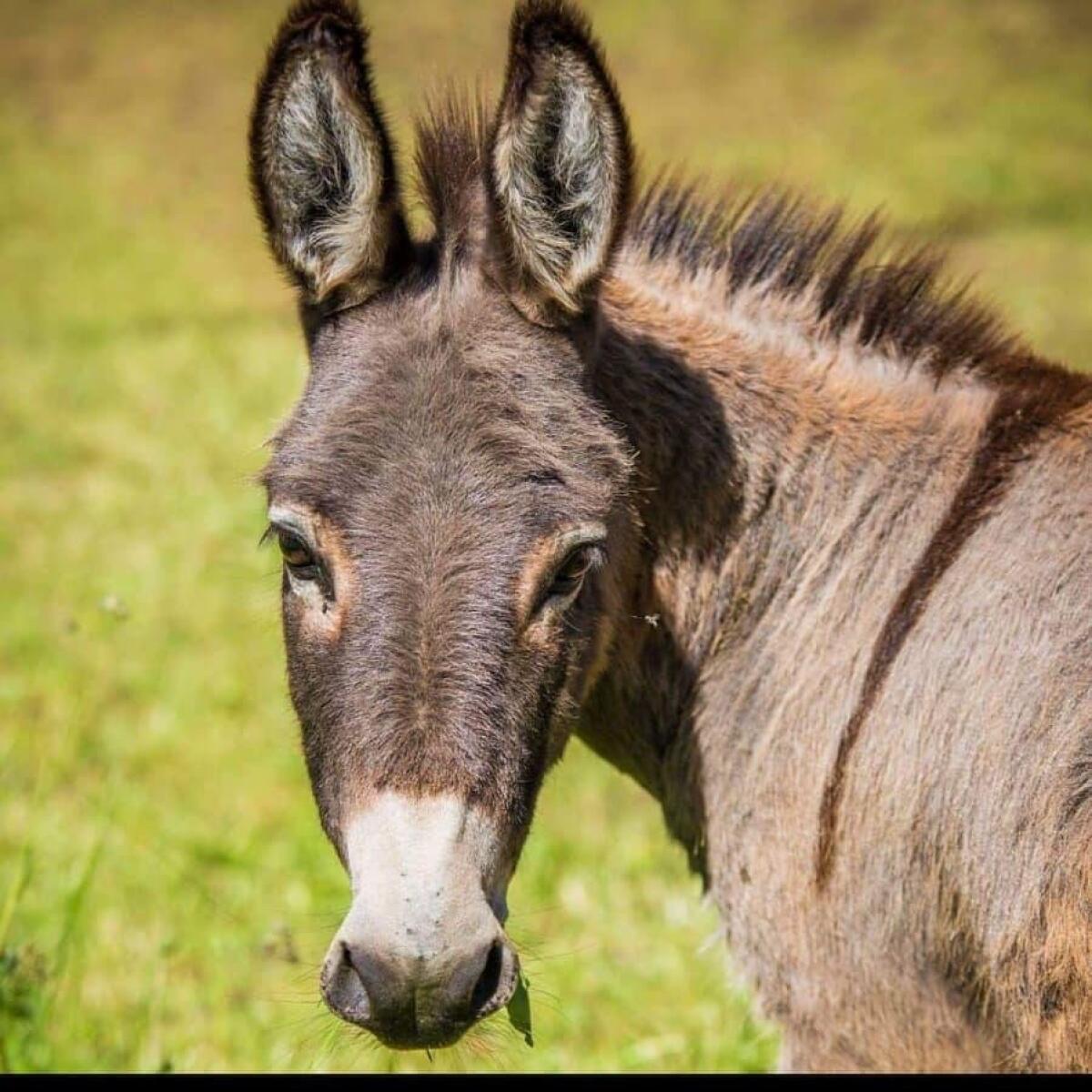 Esel zu verschenken 1