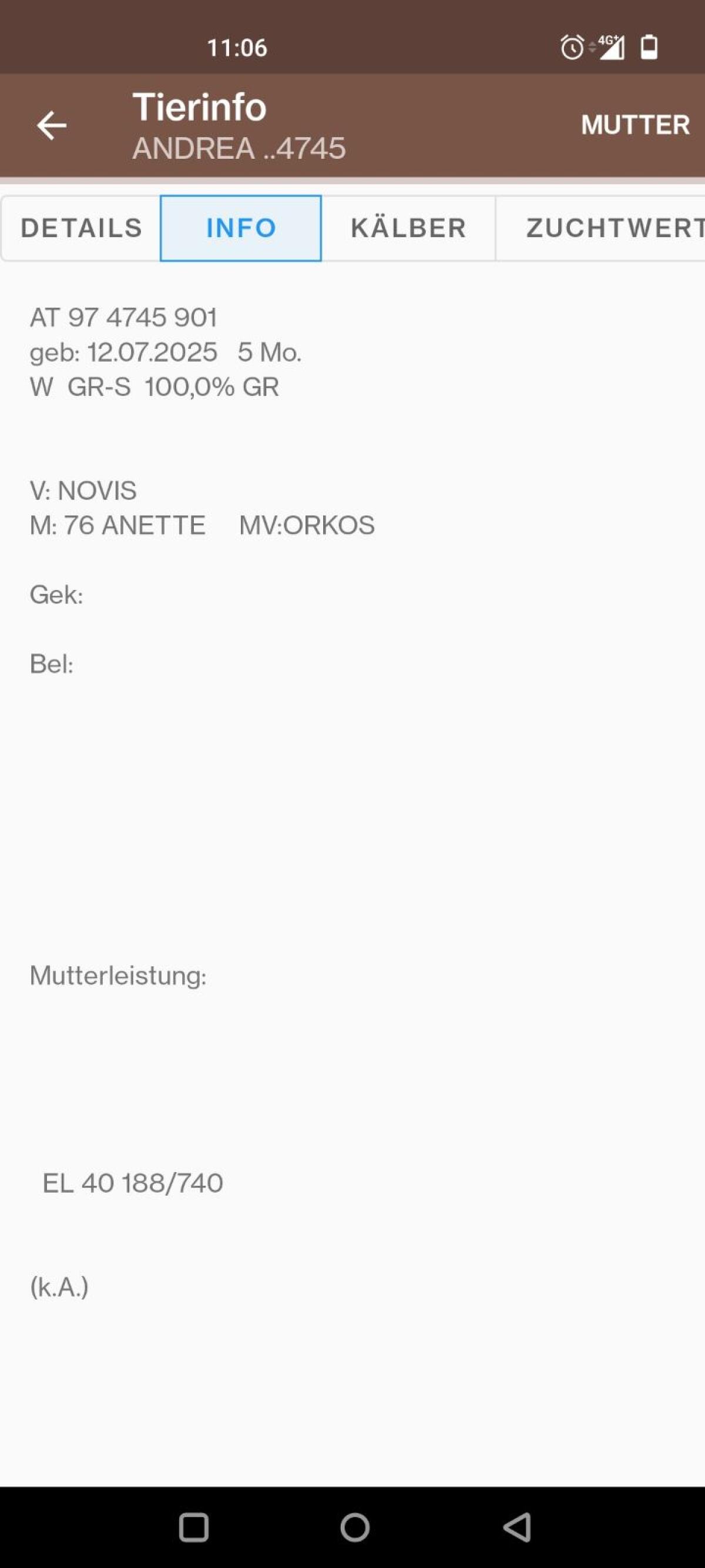 Tiroler Grauvieh Kalbinnen 2