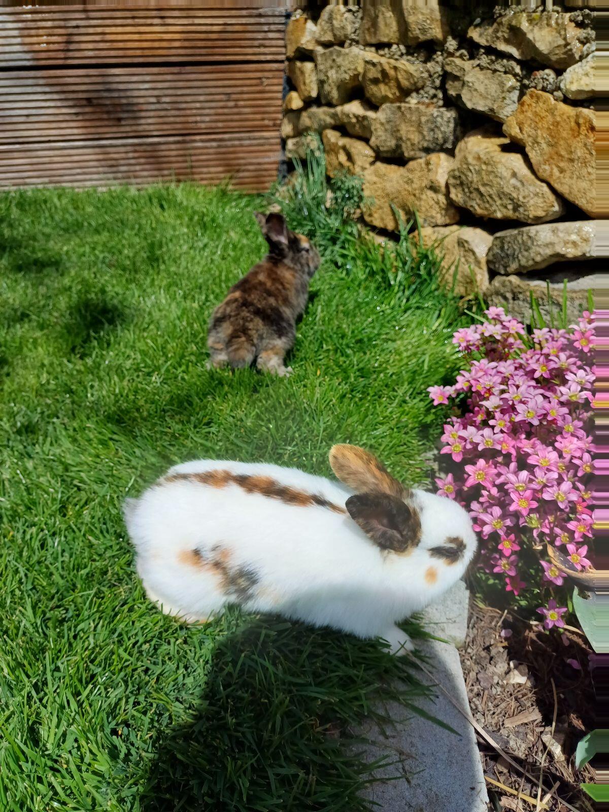 Kaninchen, Hasen, Fleischhasen 1