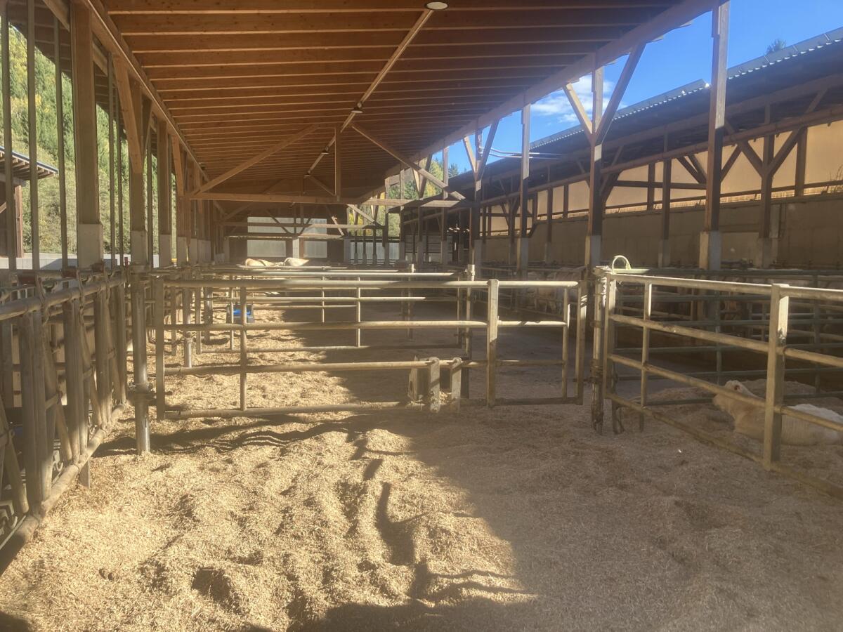 Suche Miscanthus gehäckselt 1