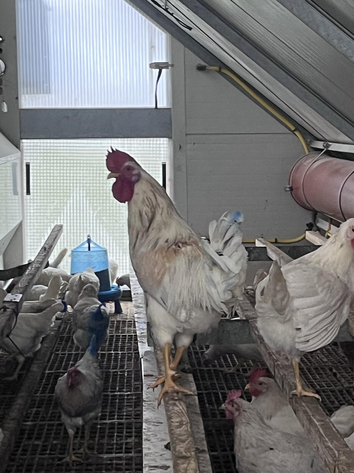 Junghahn 25 Wochen 2