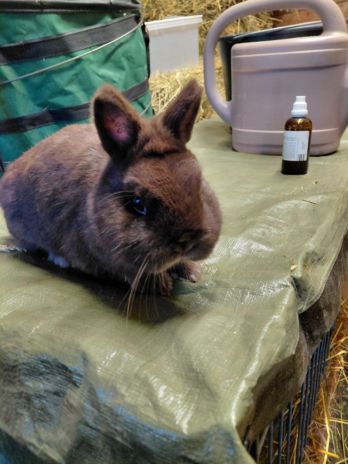 Farbenzwerg Havanna, Kaninchen, Hasen 2