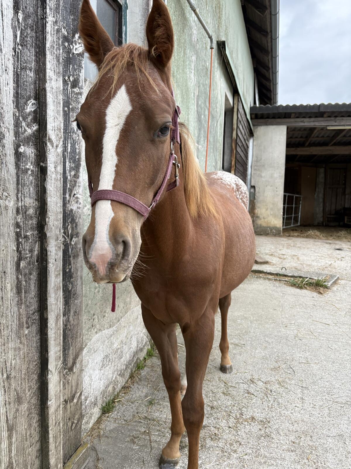 Appaloosa Quarter Mix Stute 2