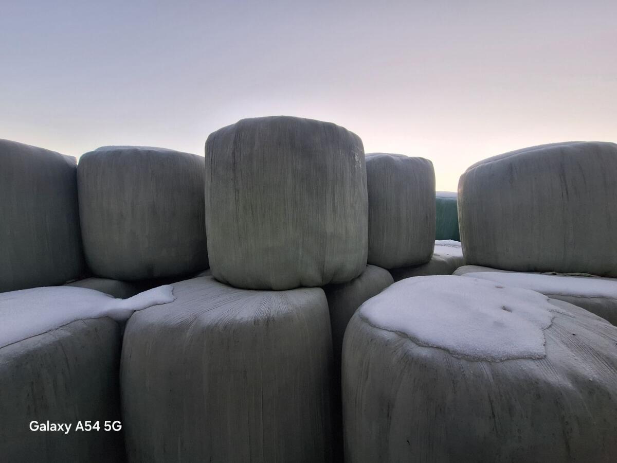 Siloballen 2. Schnitt 2