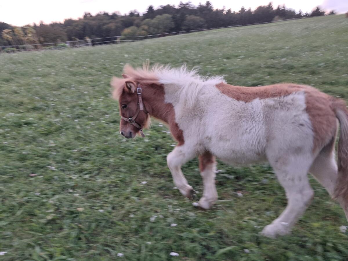 Minishetlandpony abzugeben 2
