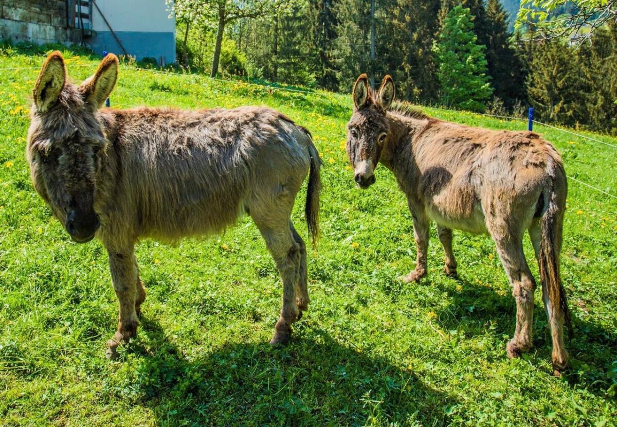 Esel zu verschenken 3