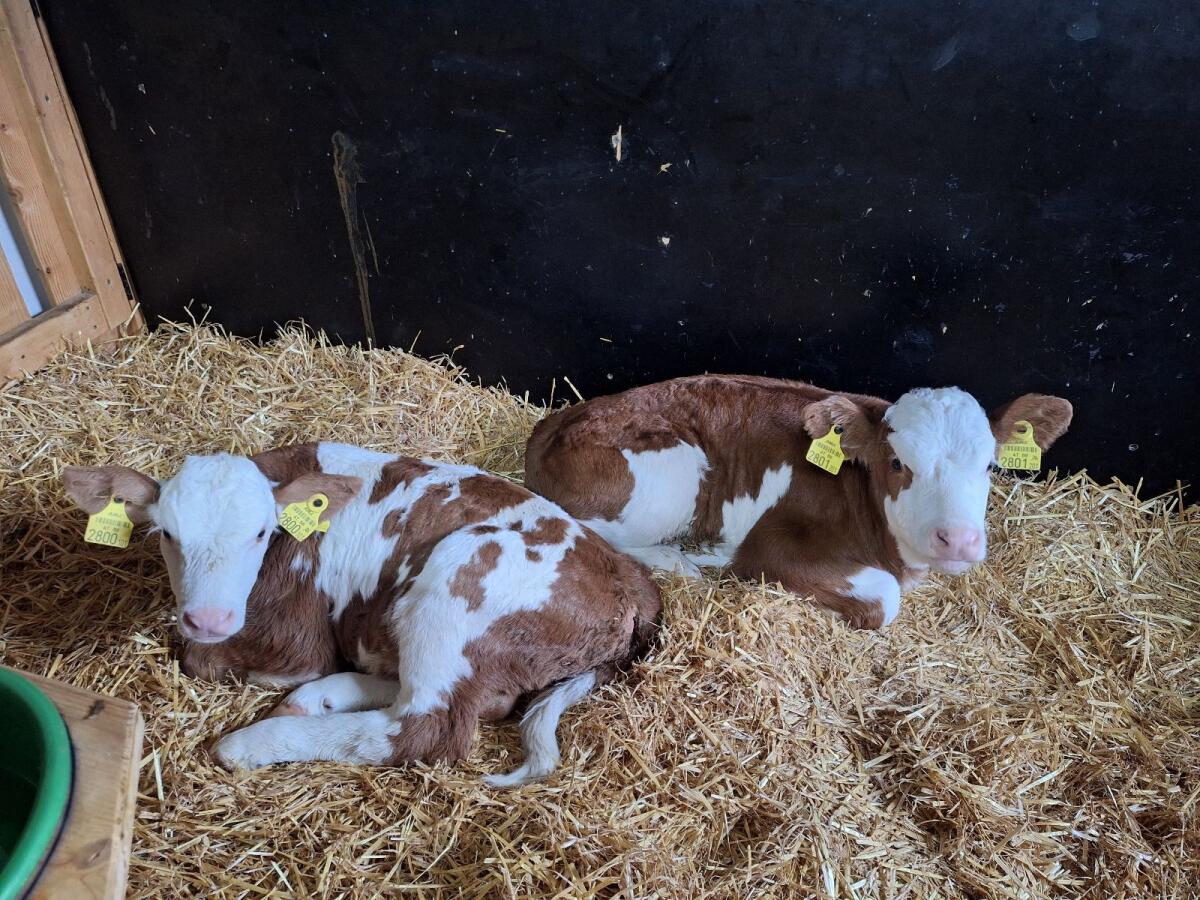 Fleckvieh Kälber Bio 2