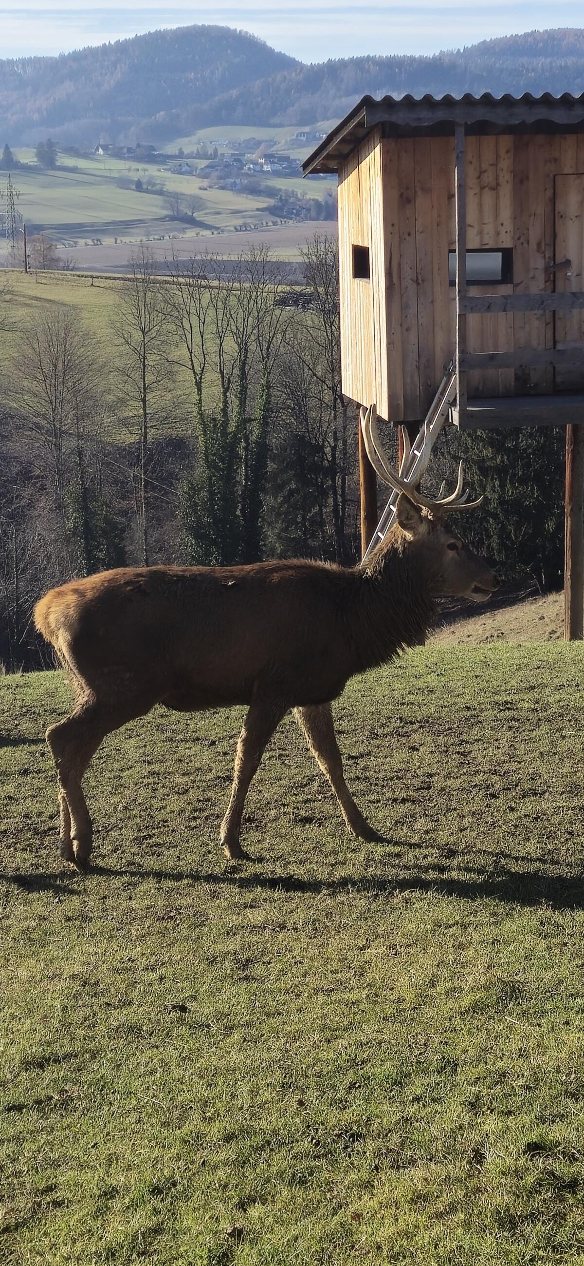 Rothirsch 2. Kopf zu verkaufen 3