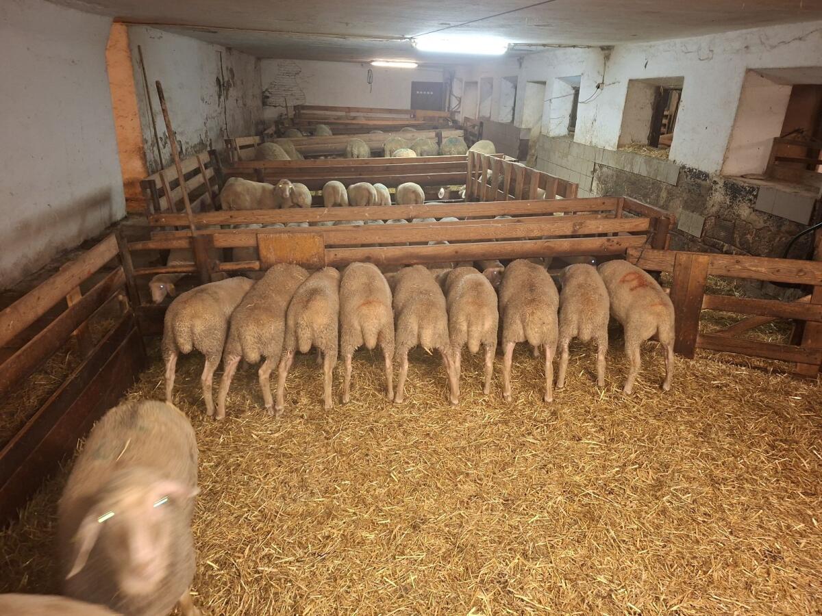 Merino Zuchtlämmer weiblich 2