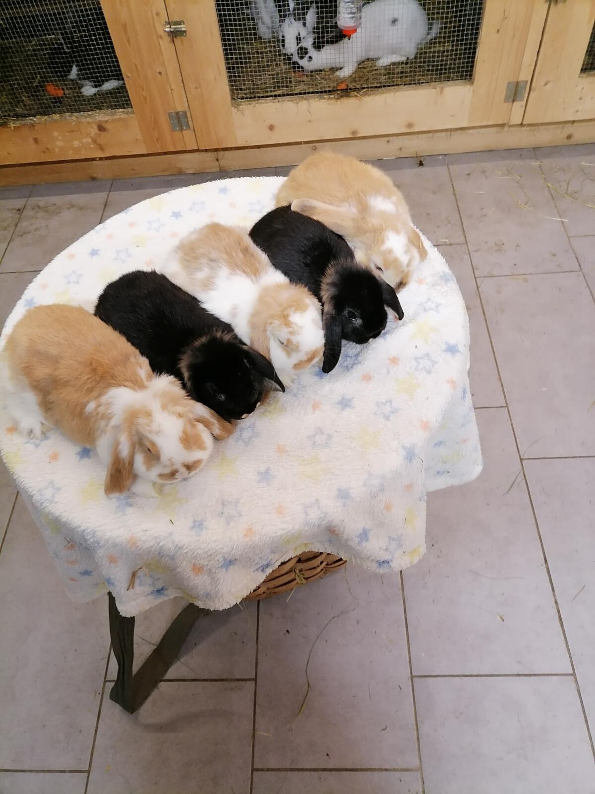 Minilop Zwergwidder Kaninchen 2