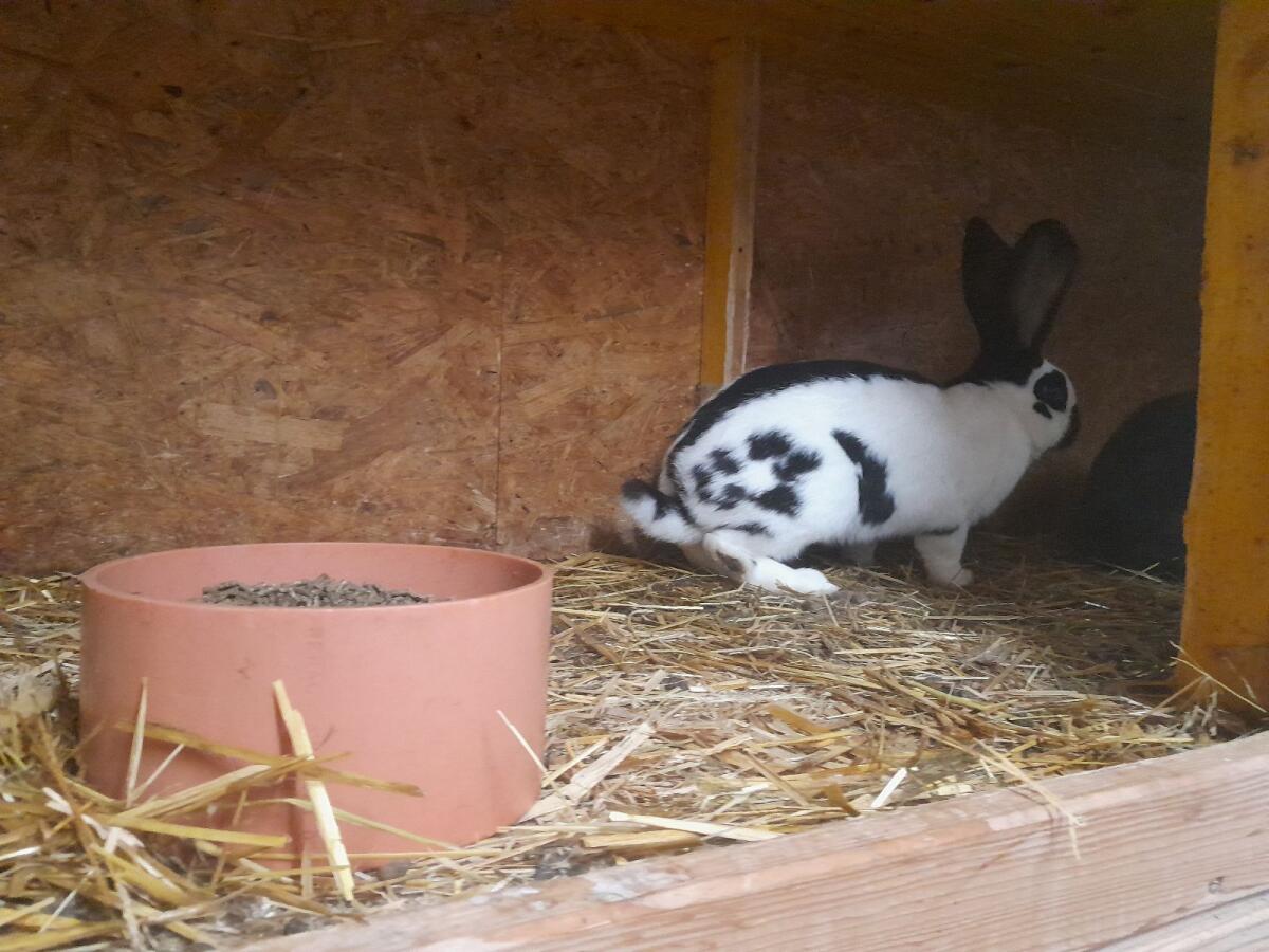 Deutsche Riesenschecken 2