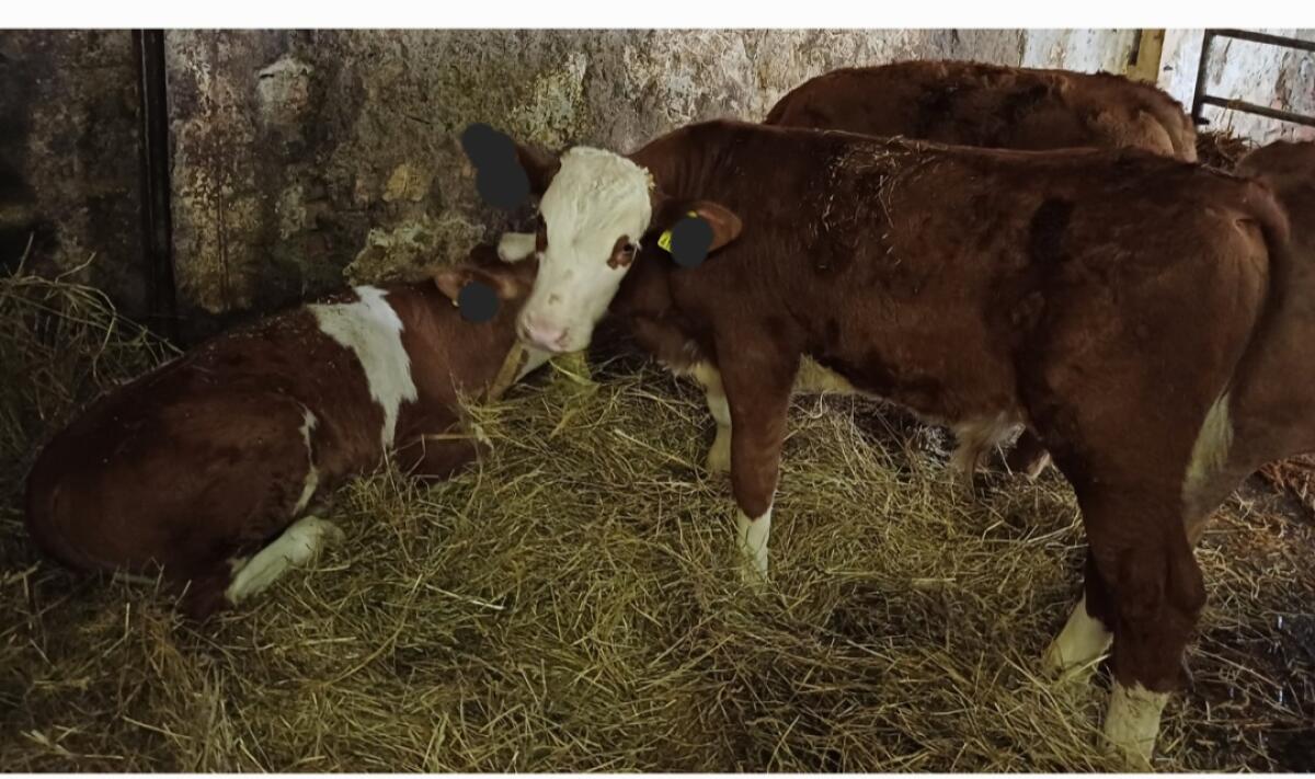 Verkaufe Stierkälber 1