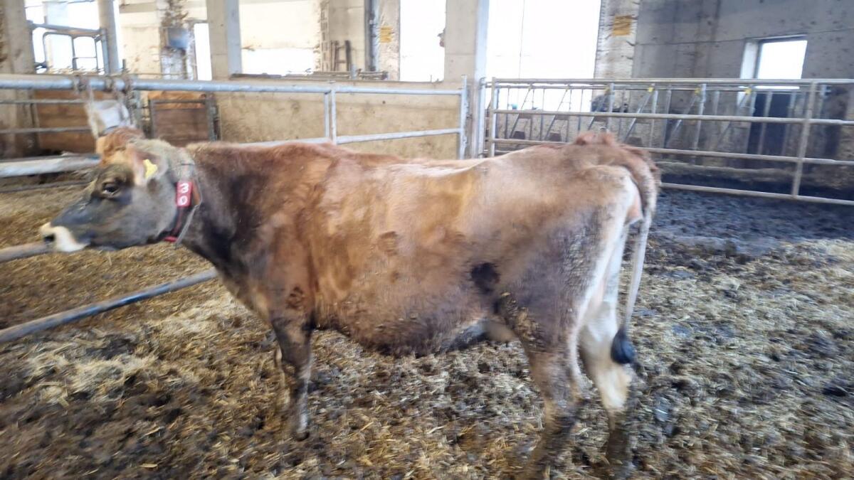 Trächtige BIO Jersey Kalbin 3