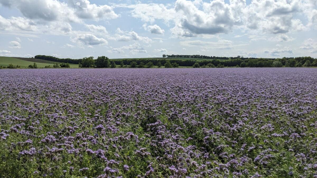 Bio Phacelia zu verkaufen 2