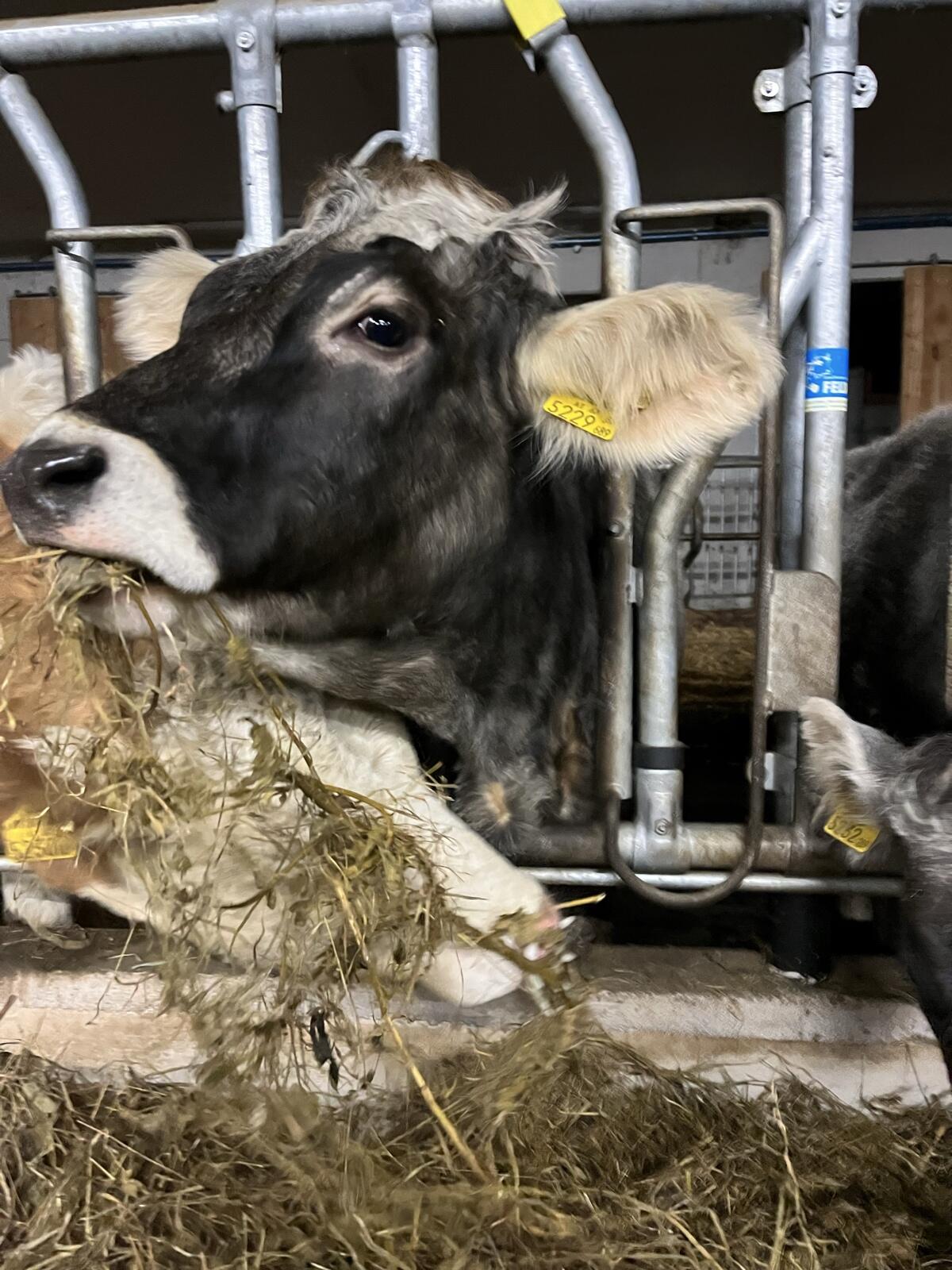 Bio Grauvieh Jahrling und Kalbin 3