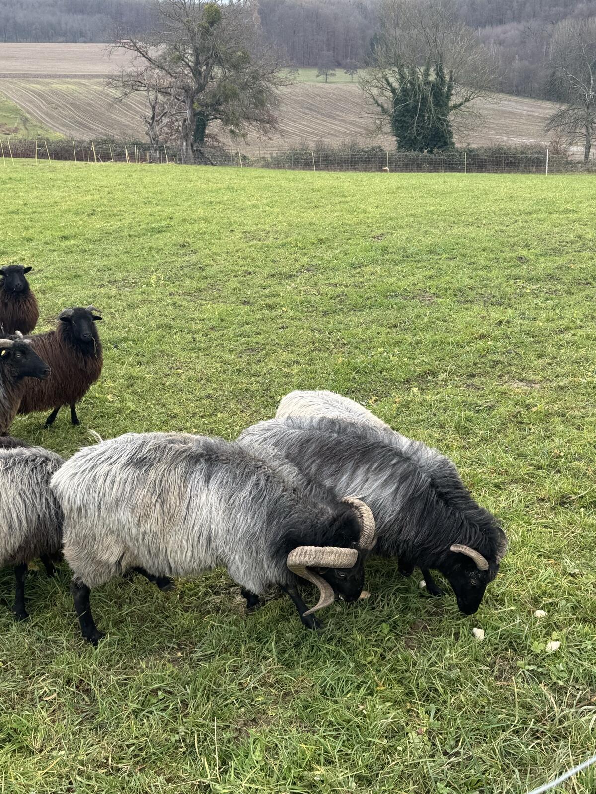 Heidschnuckenherde 3