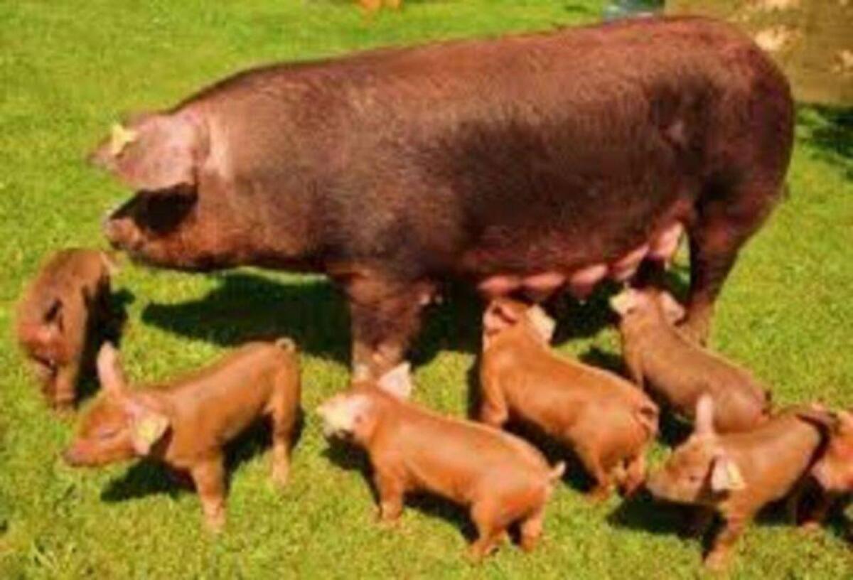 Duroc Schweine 1