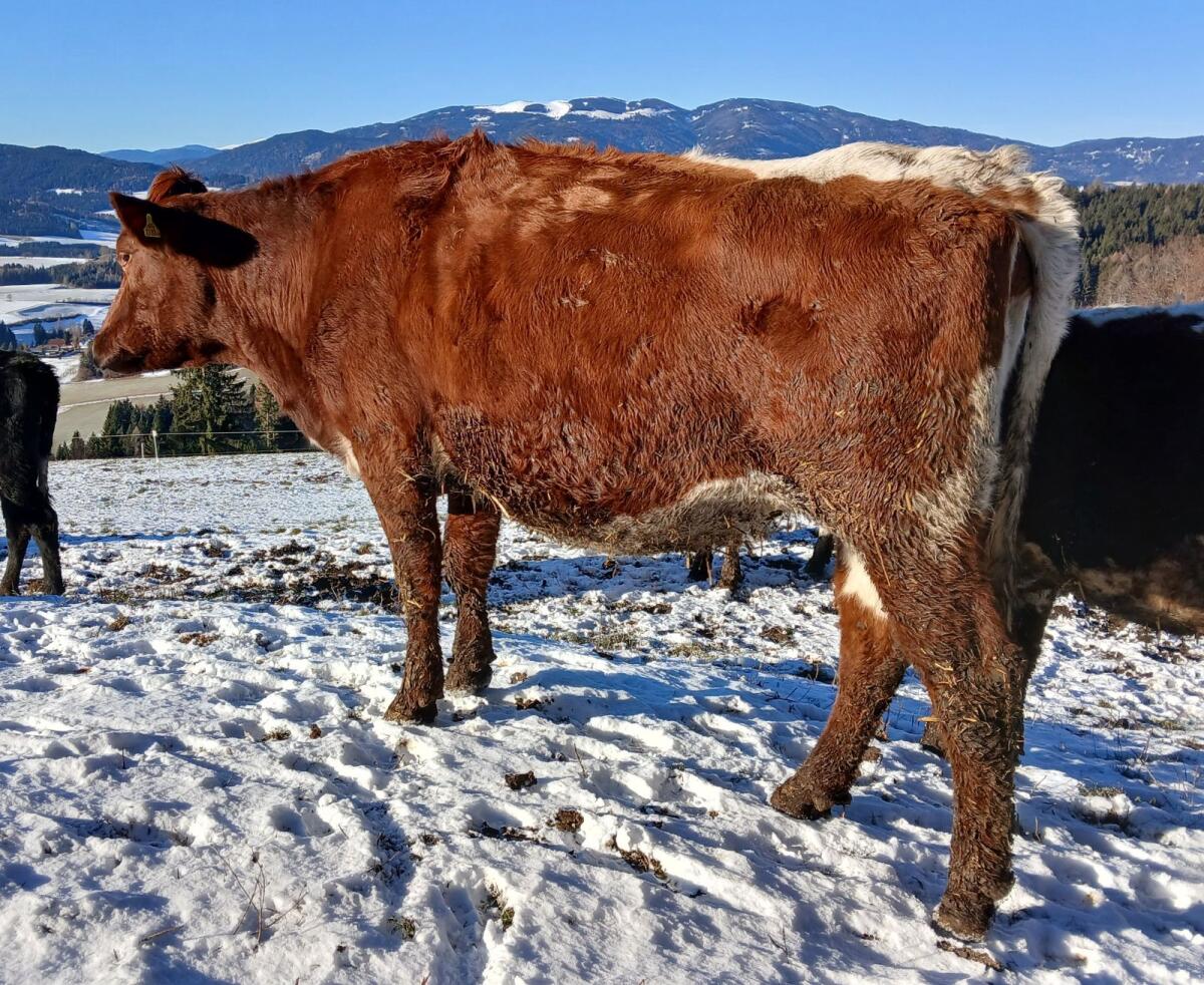 Bio-Kalbin für Mutterkuh 1