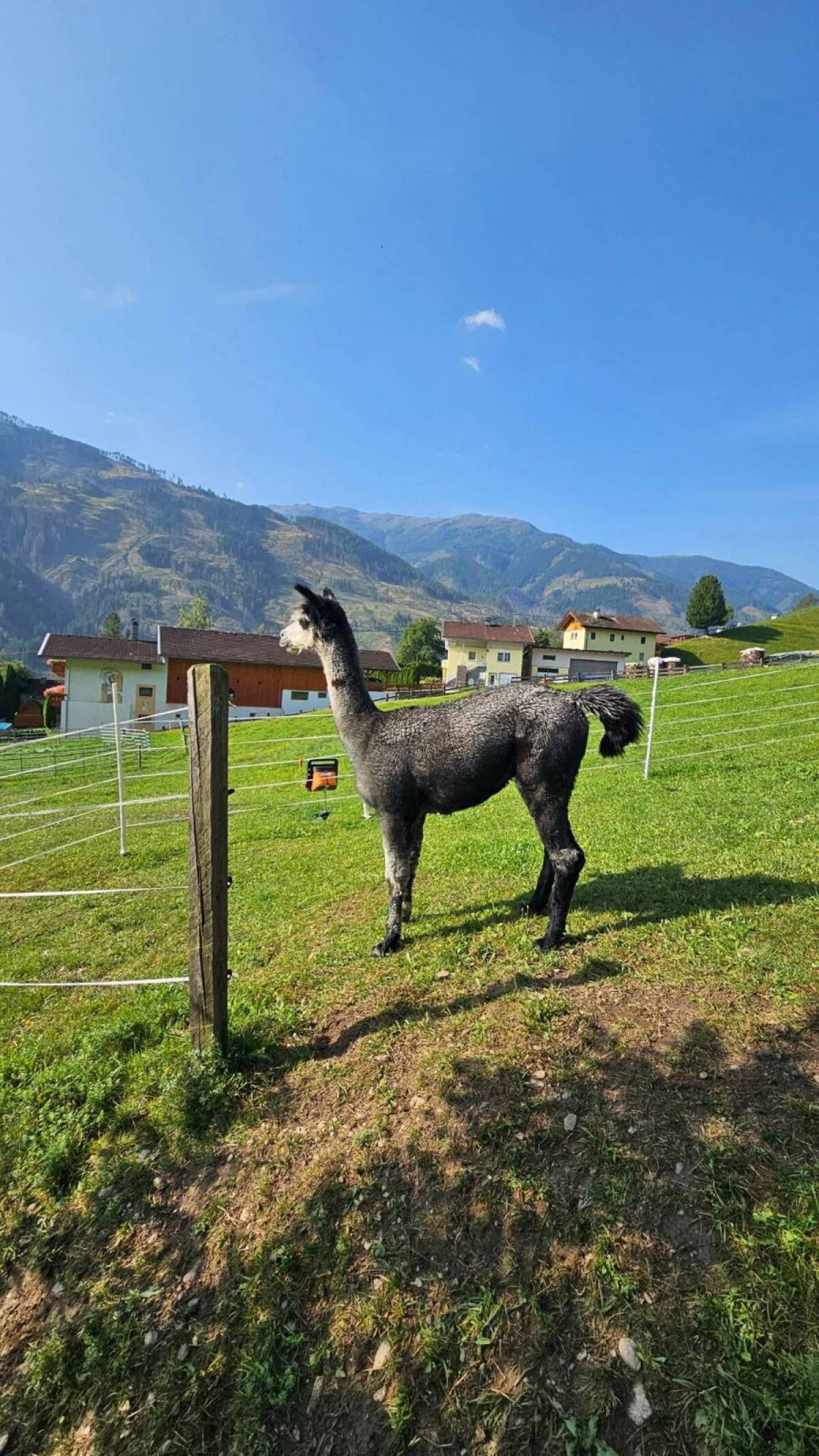 Alpakahengst T Jerry 3