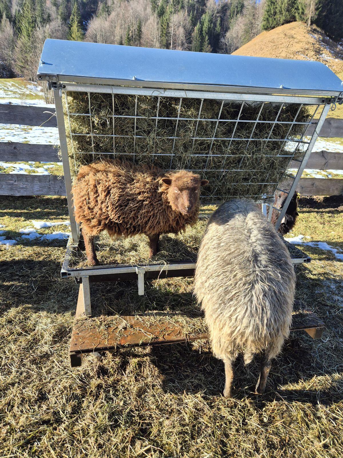 Ouessant, Zwergschafe 1