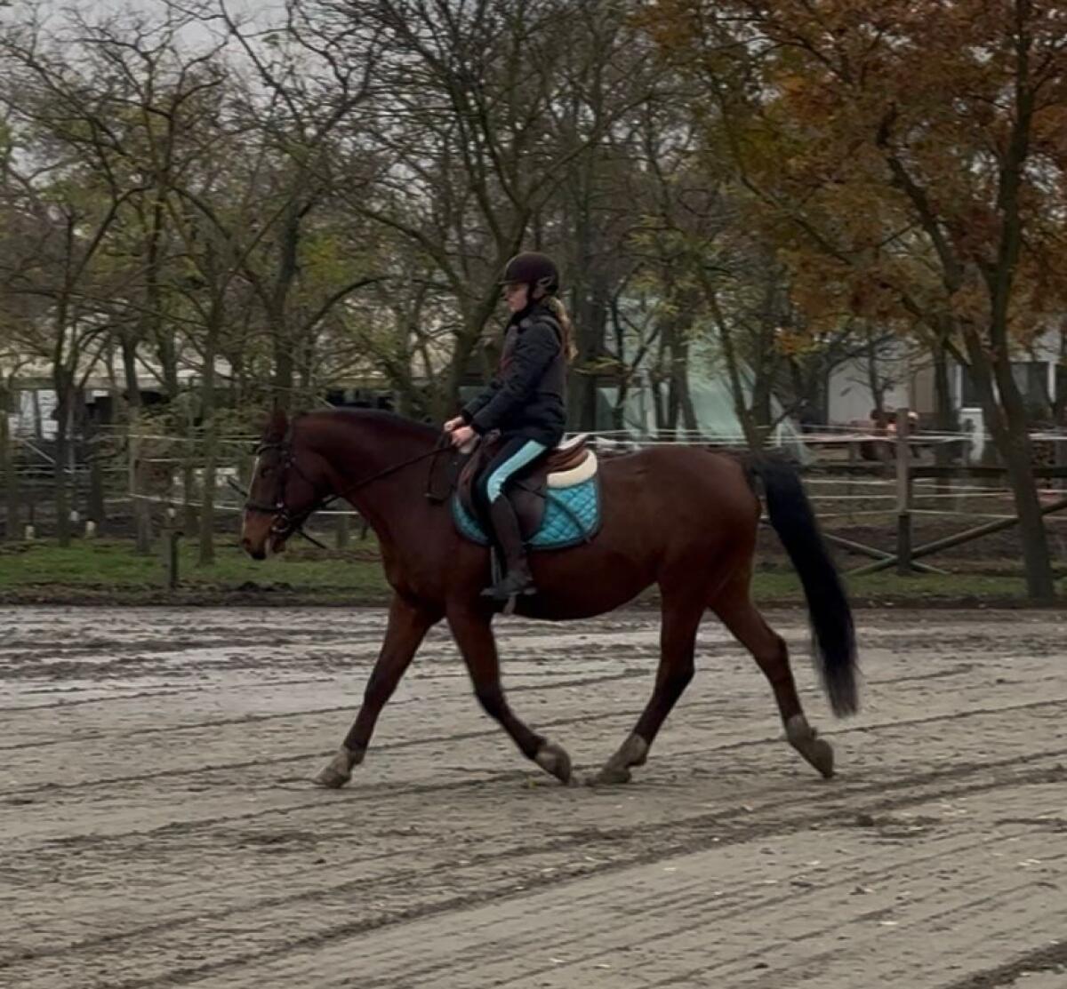 Toller Wallach, geritten und gefahren 3